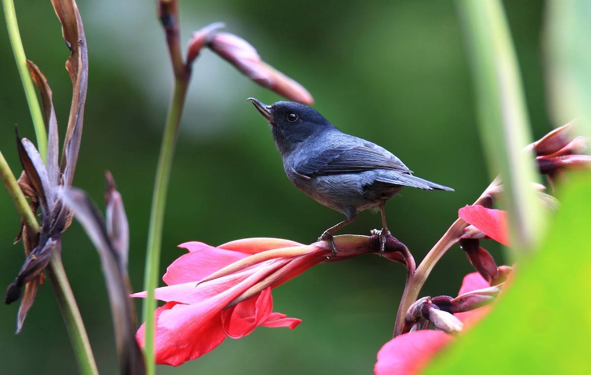 Slaty Flowerpiercer - ML137733641