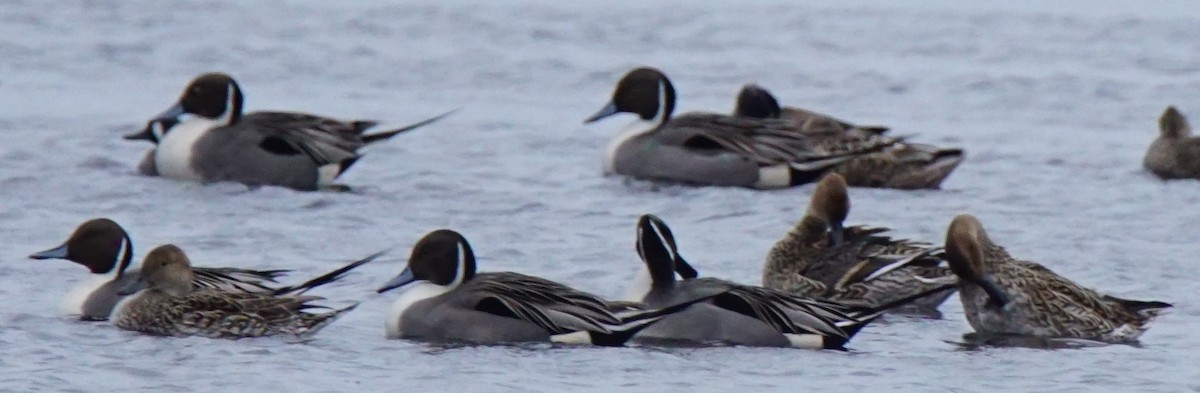 Northern Pintail - Nevine Jacob