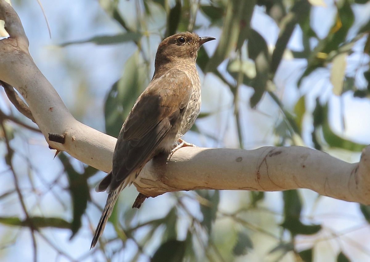 Fan-tailed Cuckoo - Michael Rutkowski