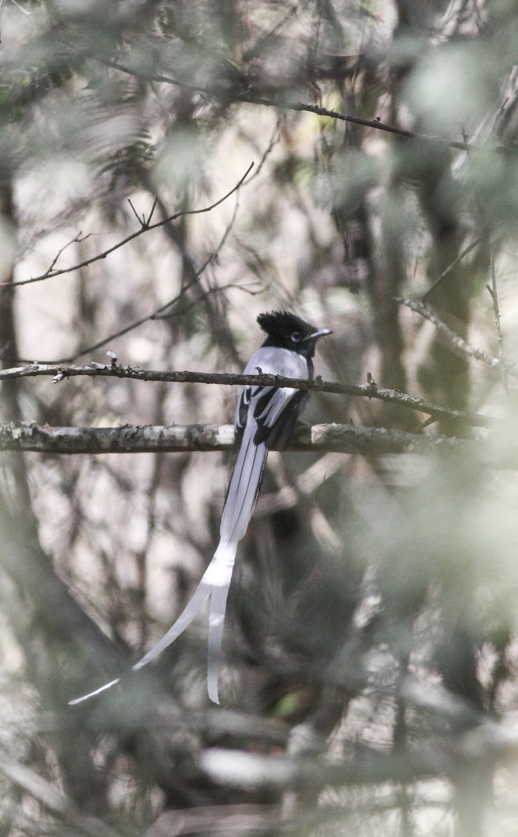 African Paradise-Flycatcher - ML137737391