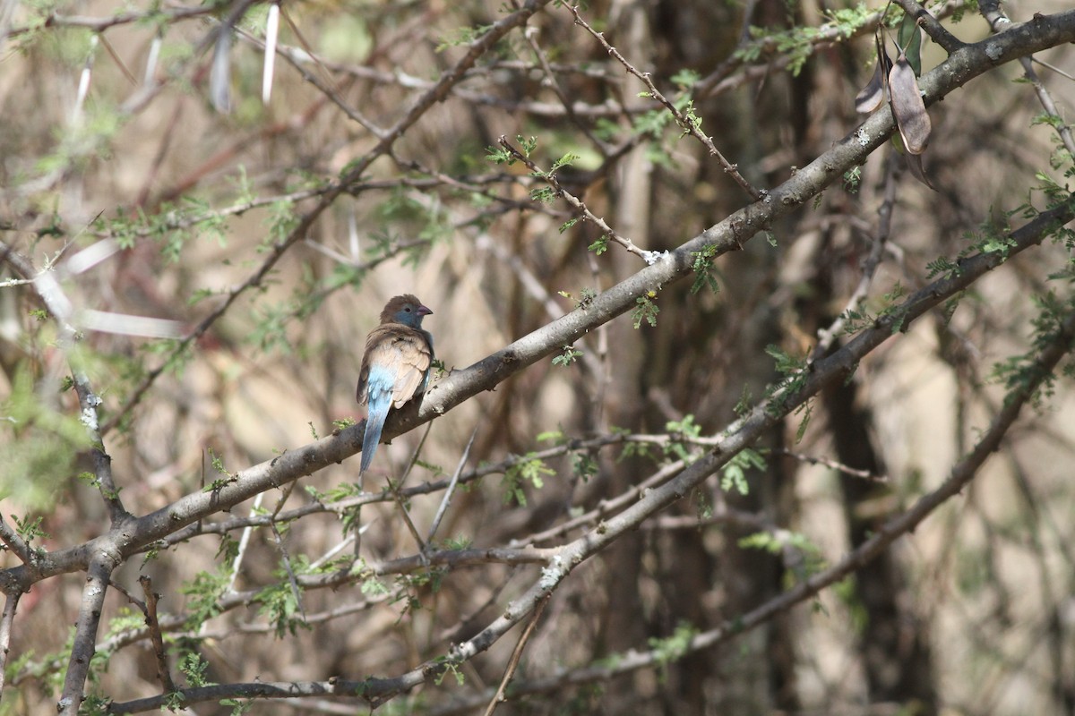 Red-cheeked Cordonbleu - ML137737931