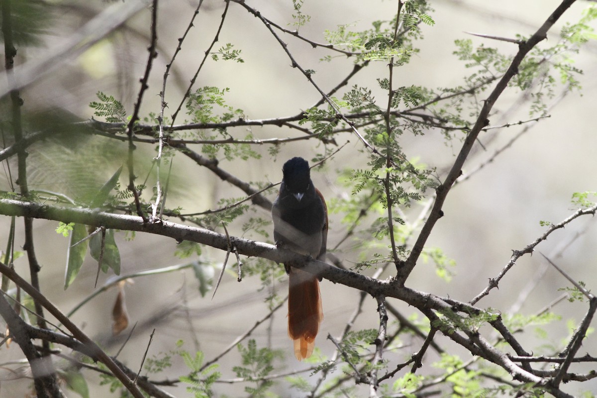 African Paradise-Flycatcher - ML137738301