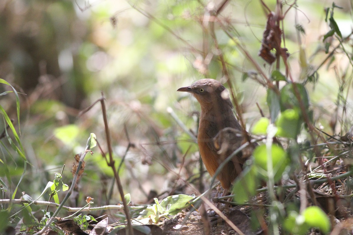 Rufous Chatterer - ML137738471