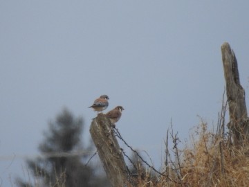 American Kestrel - ML137739731