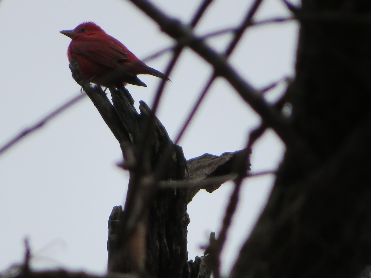 Summer Tanager - ML137739771