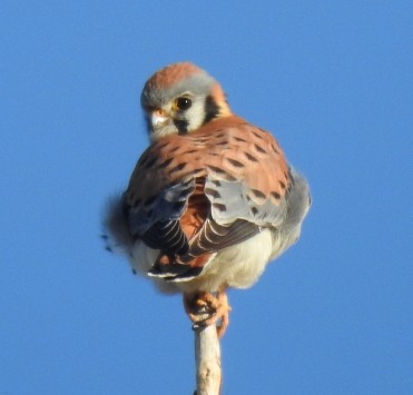 American Kestrel - ML137740851