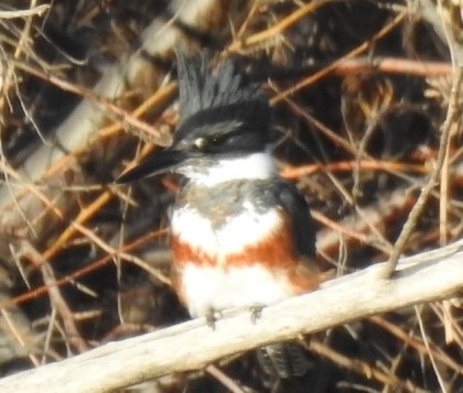 Belted Kingfisher - ML137741031