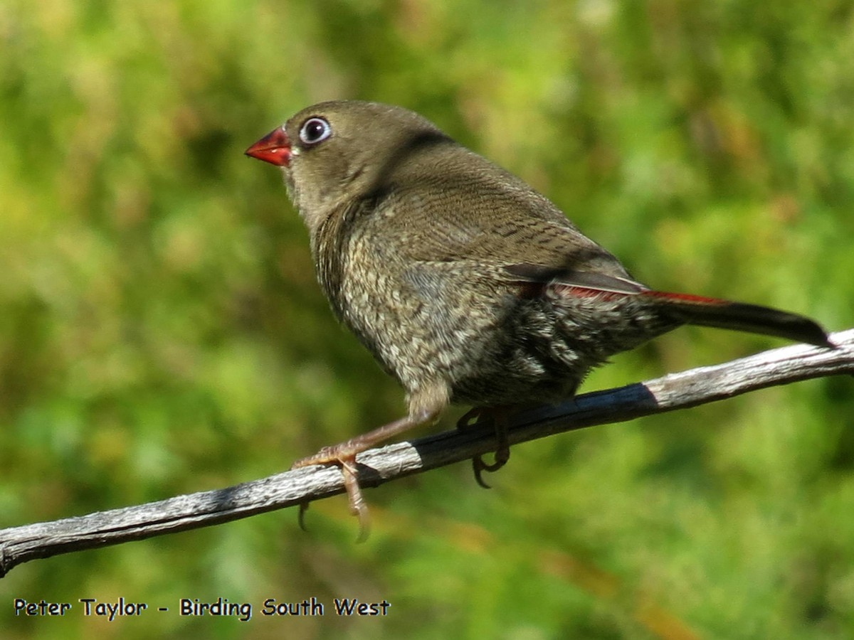 Red-eared Firetail - Peter Taylor (ex Birding SW)