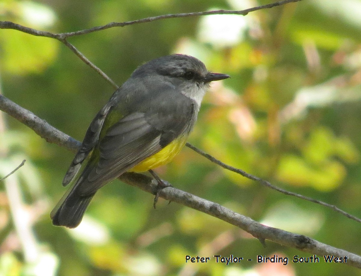 Western Yellow Robin - Peter Taylor (ex Birding SW)