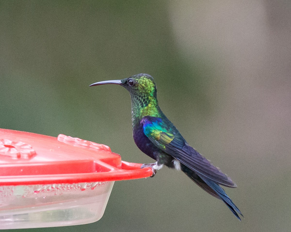 Fork-tailed Woodnymph - Naseem Reza