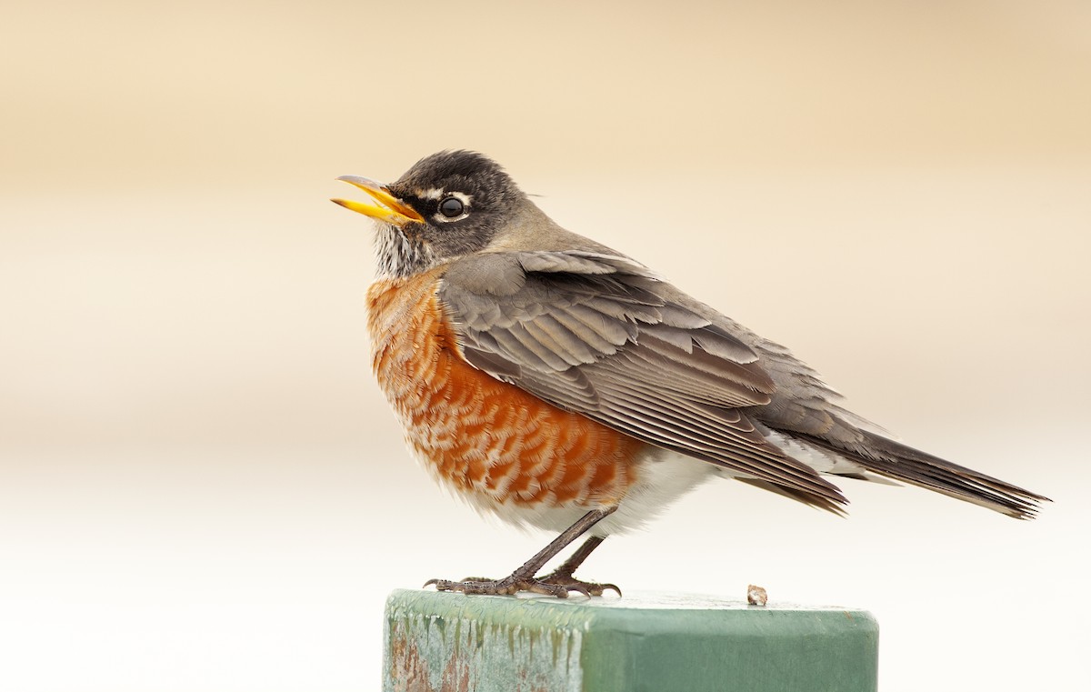 American Robin - ML137743281