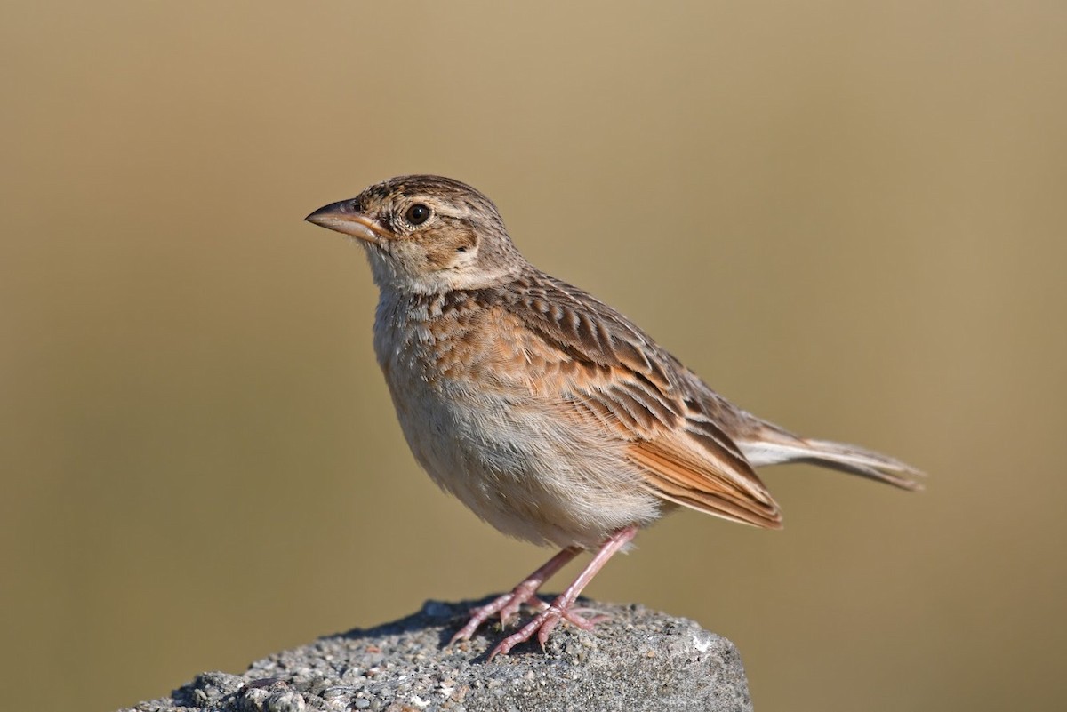 Singing Bushlark (Australasian) - ML137744301