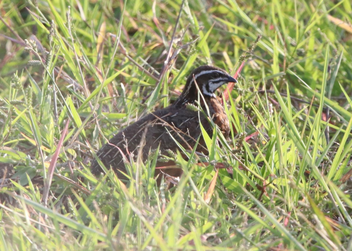 Harlequin Quail - ML137744831