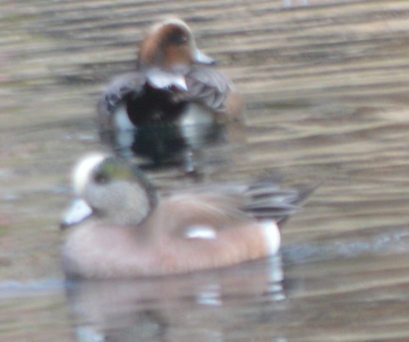 Eurasian x American Wigeon (hybrid) - ML137745351