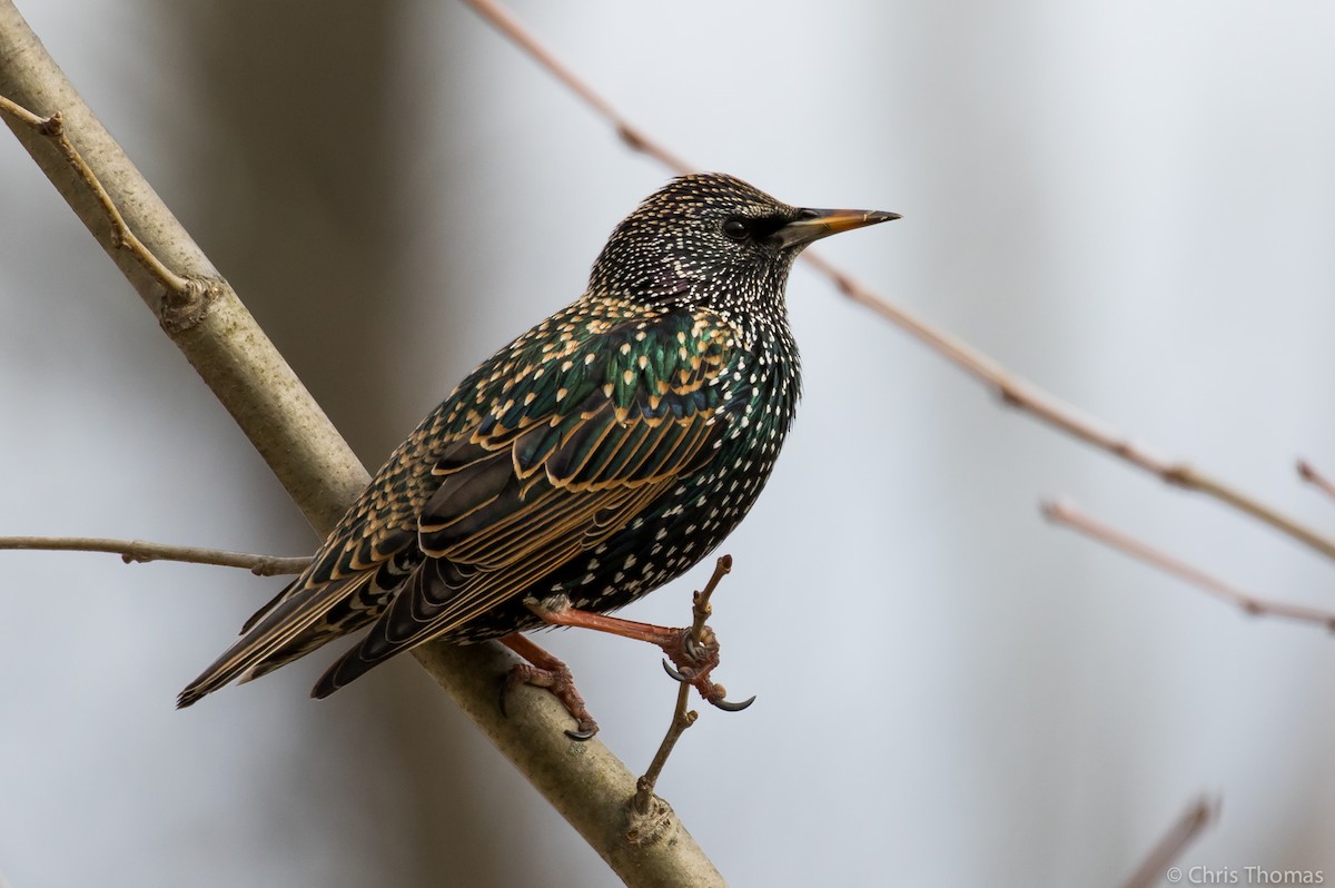 European Starling - Chris Thomas