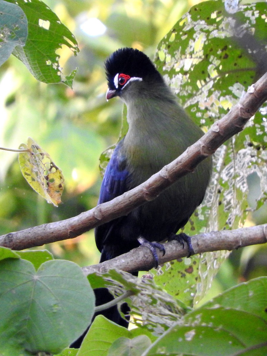 Hartlaub's Turaco - Todd A. Watkins