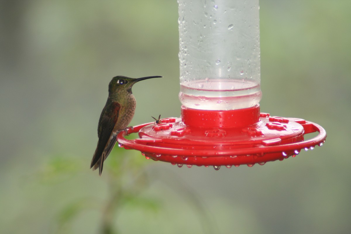 Fawn-breasted Brilliant - ML137747951