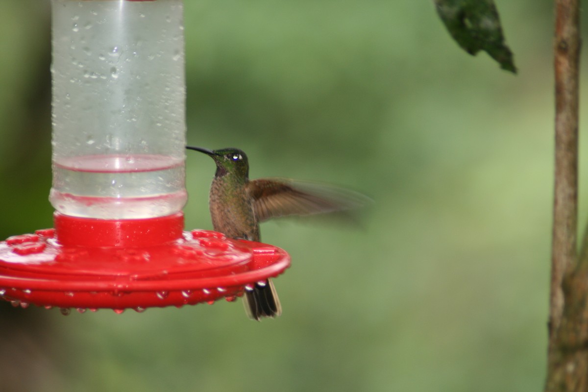 Fawn-breasted Brilliant - ML137747991