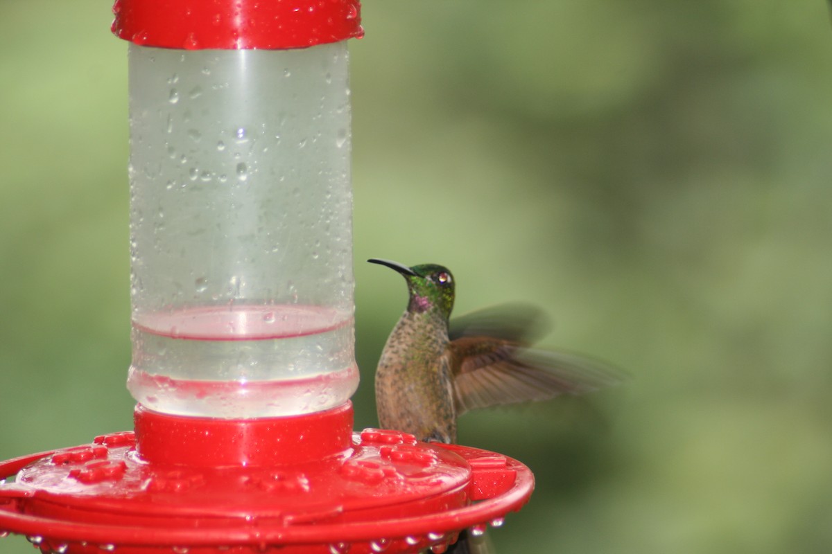 kolibřík hnědobřichý - ML137748011