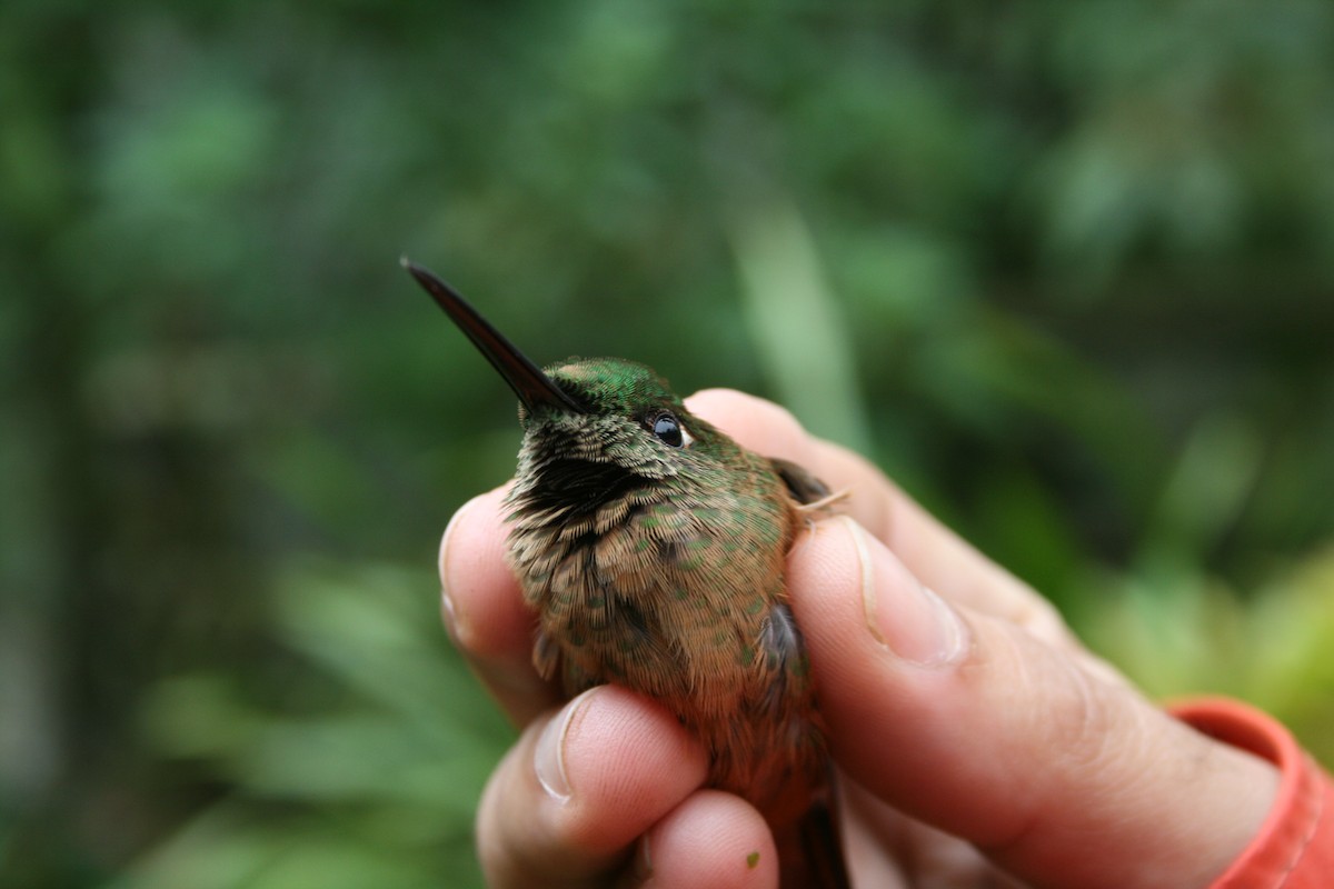 kolibřík hnědobřichý - ML137748031