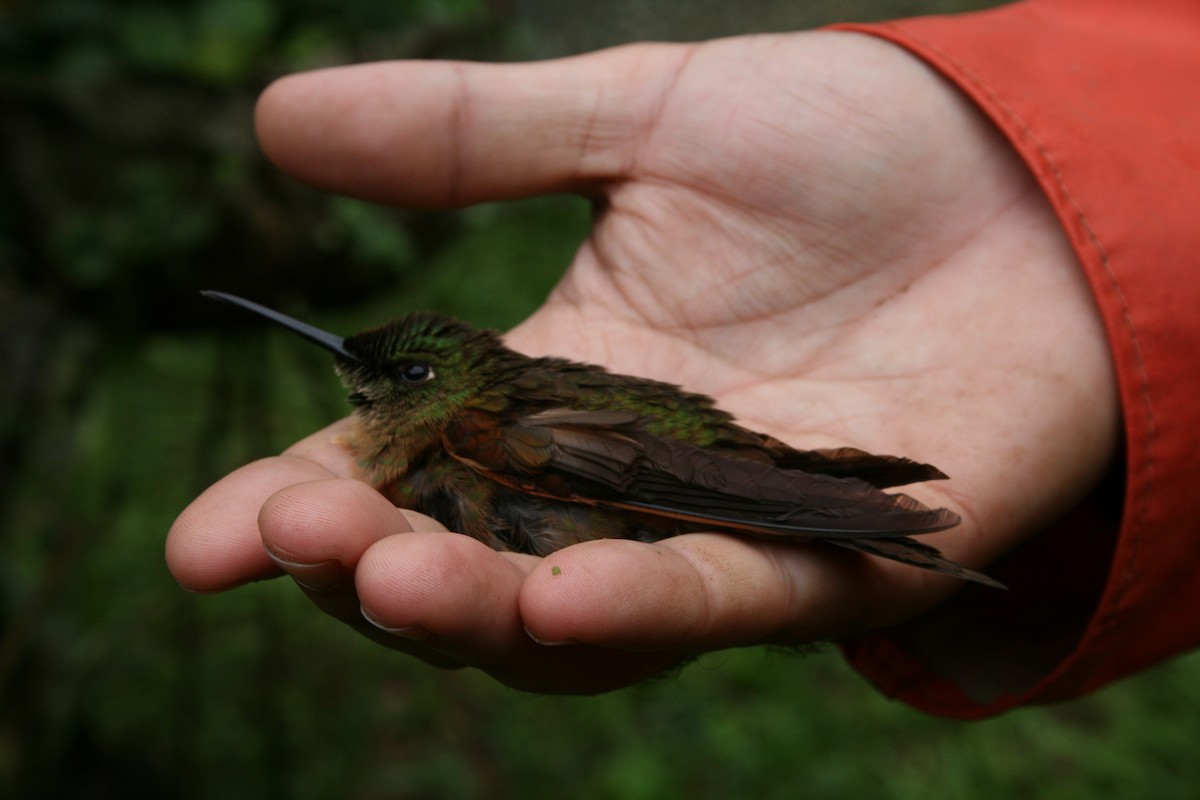 Fawn-breasted Brilliant - ML137748041