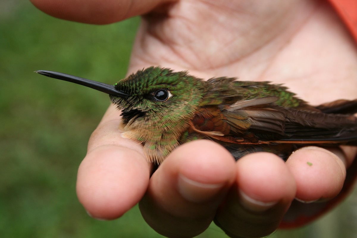 kolibřík hnědobřichý - ML137748051