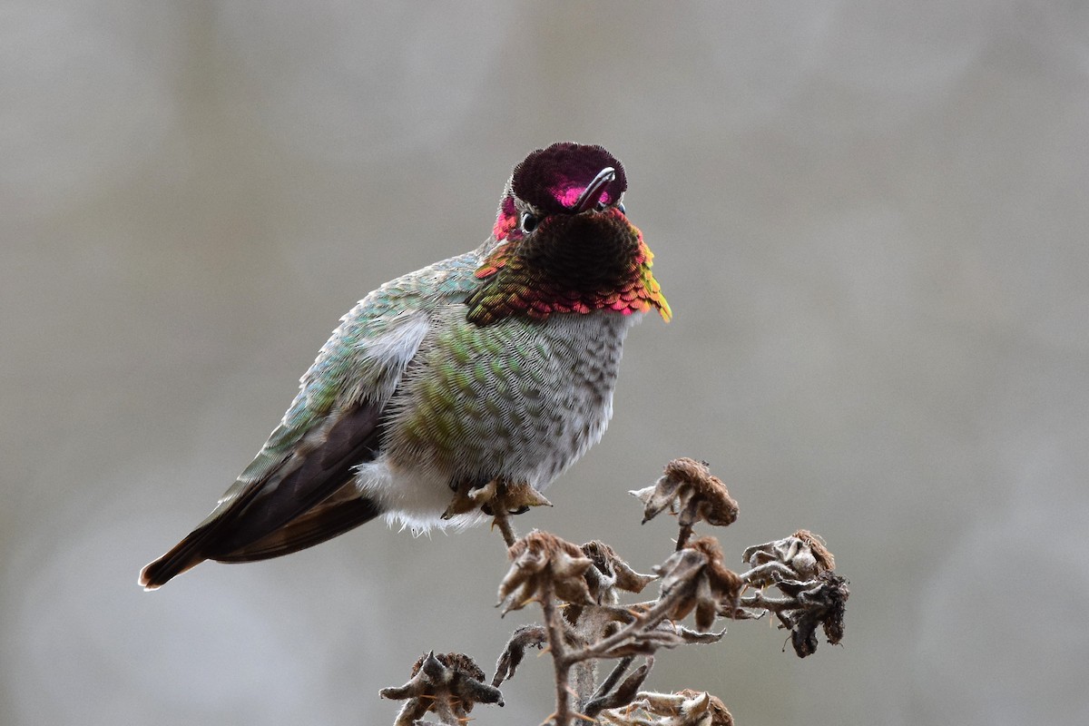 Anna's Hummingbird - Nathan Hentze