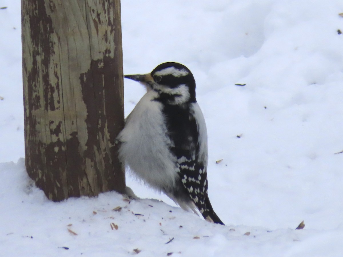 Hairy Woodpecker - ML137748801