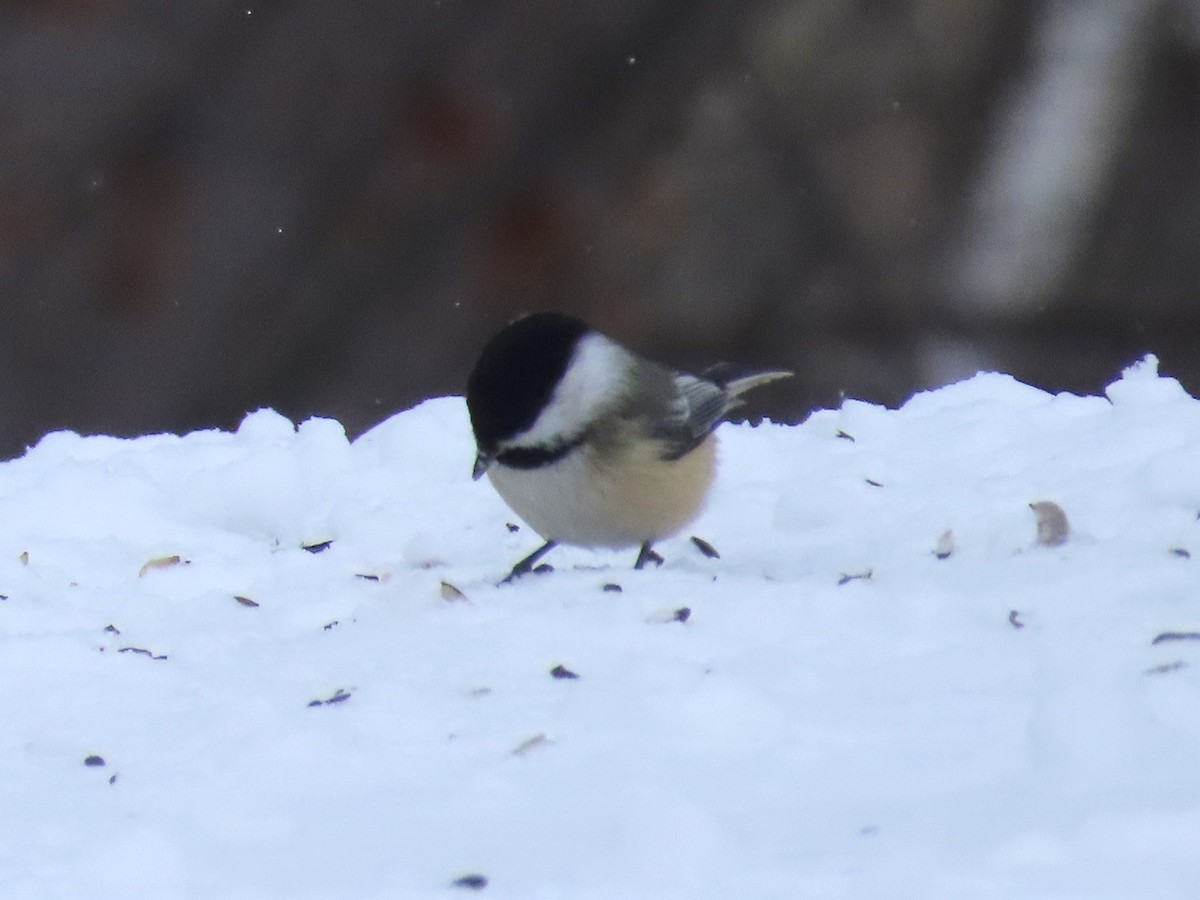 Black-capped Chickadee - ML137748831