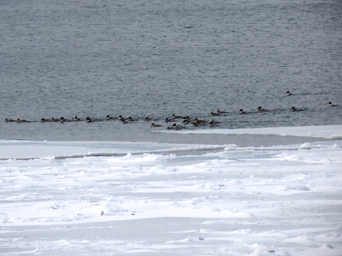 Red-breasted Merganser - ML137749151