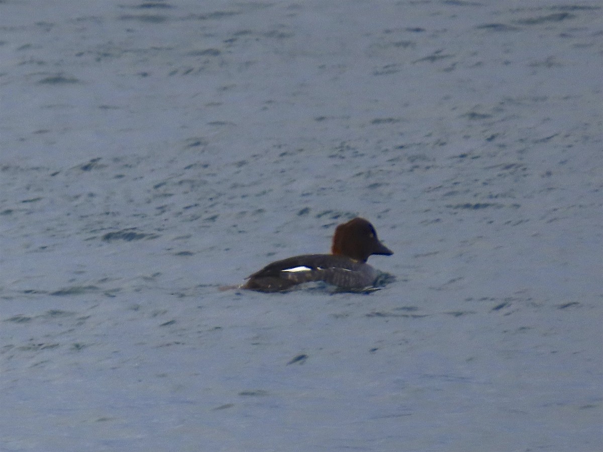 Common Goldeneye - ML137749221