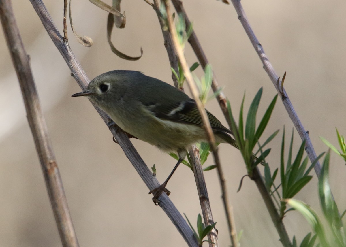 Ruby-crowned Kinglet - ML137749711