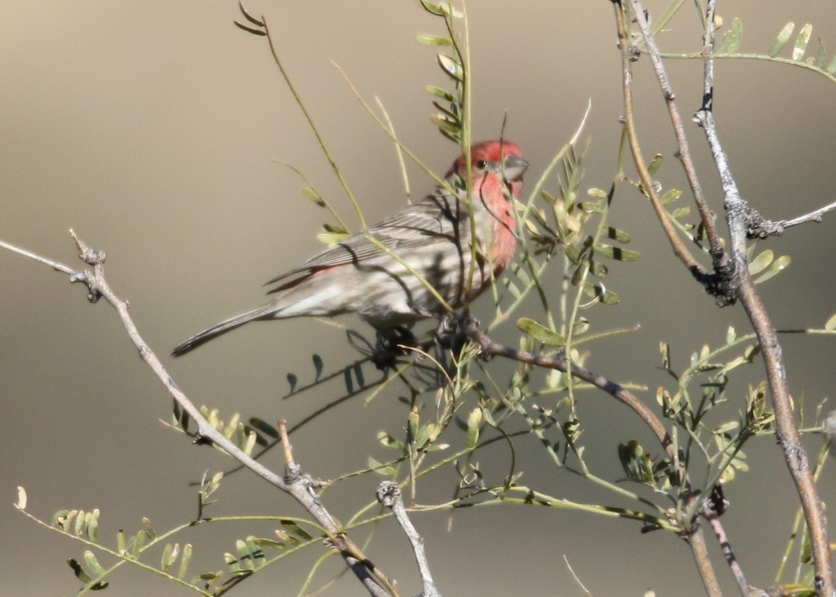 House Finch - ML137749801