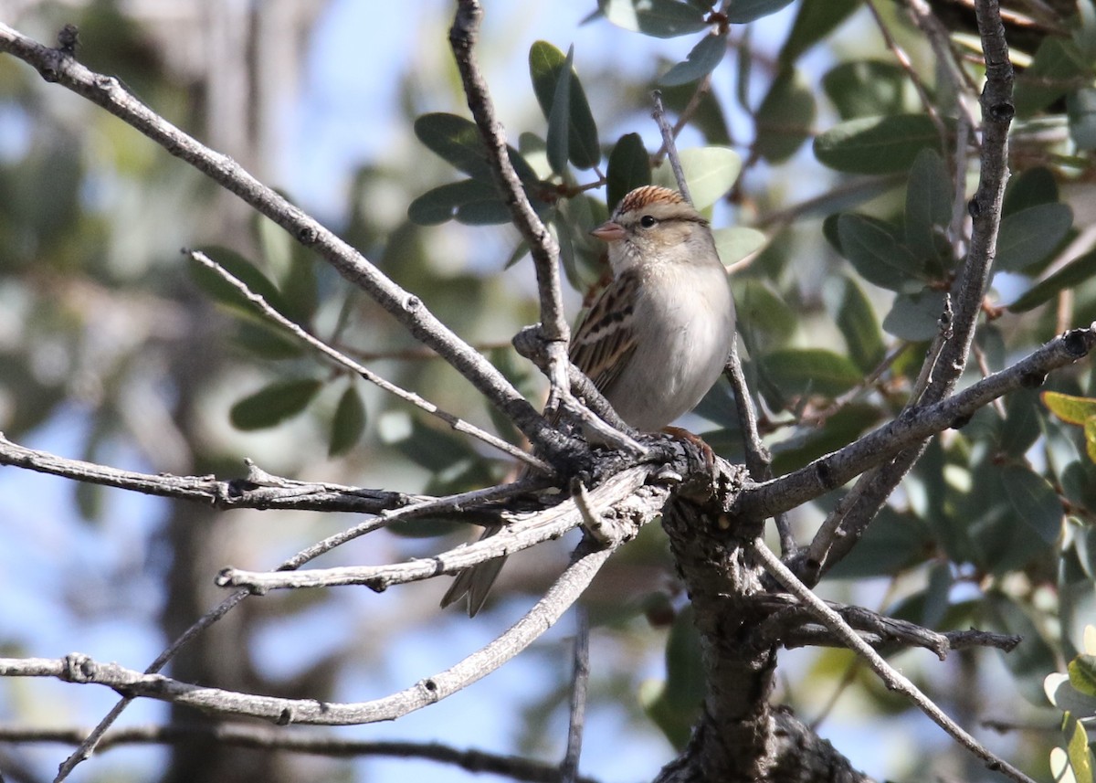 Chipping Sparrow - ML137749901