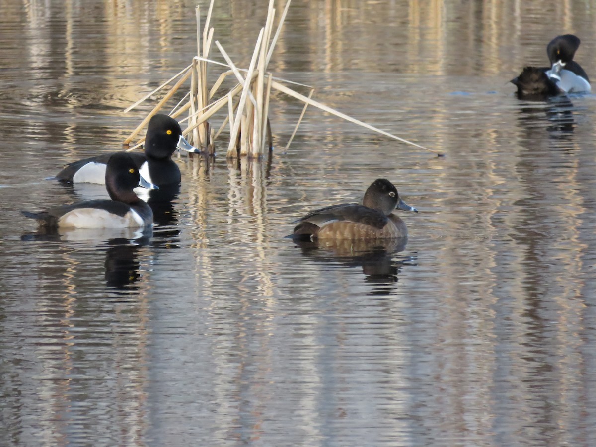 Ring-necked Duck - ML137750061