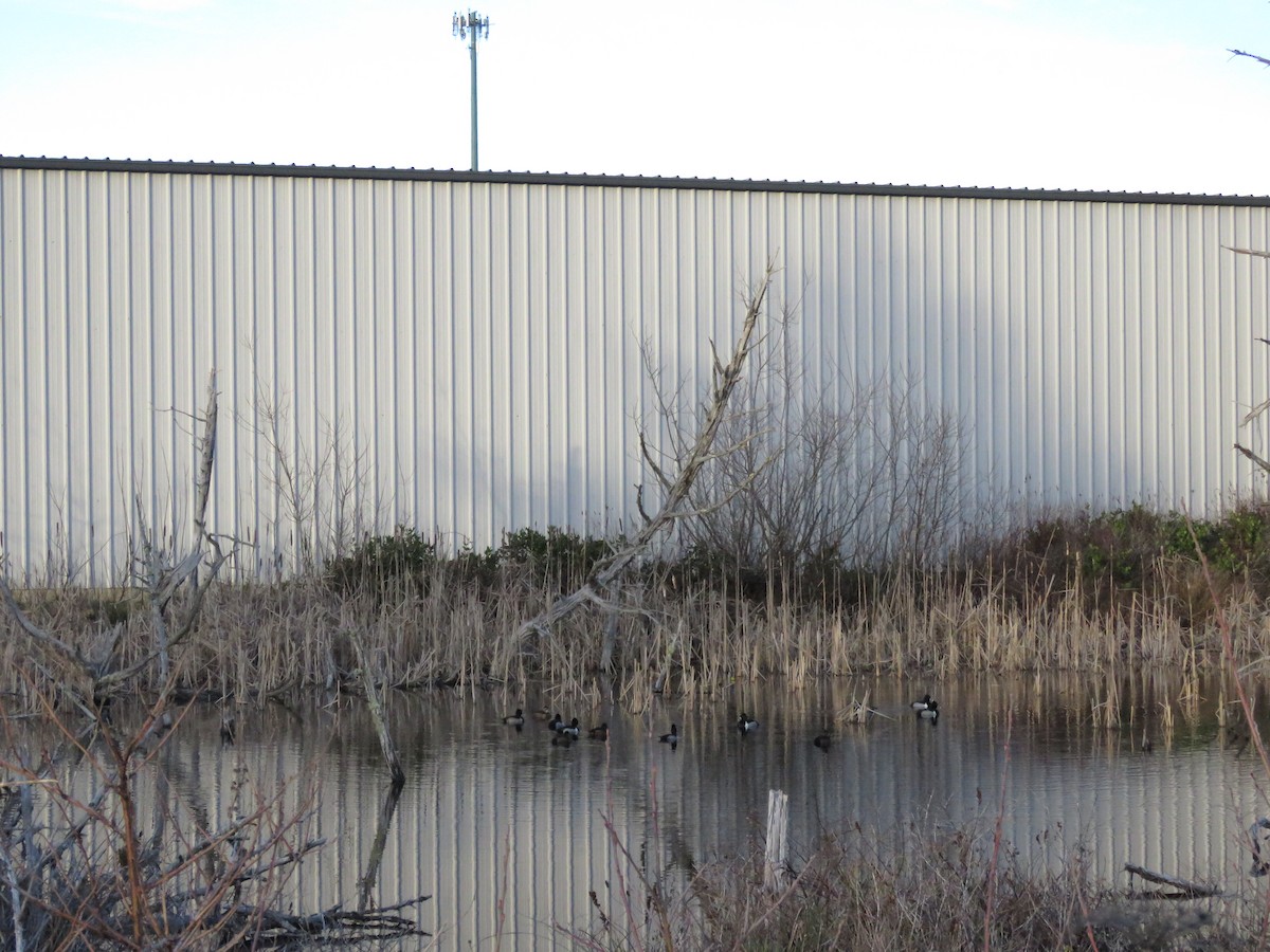 Ring-necked Duck - ML137750071
