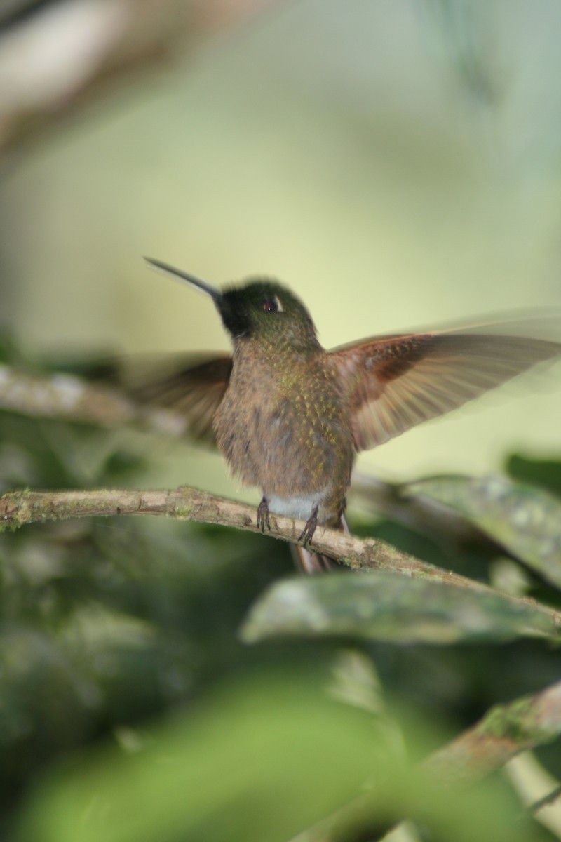 Fawn-breasted Brilliant - ML137750481