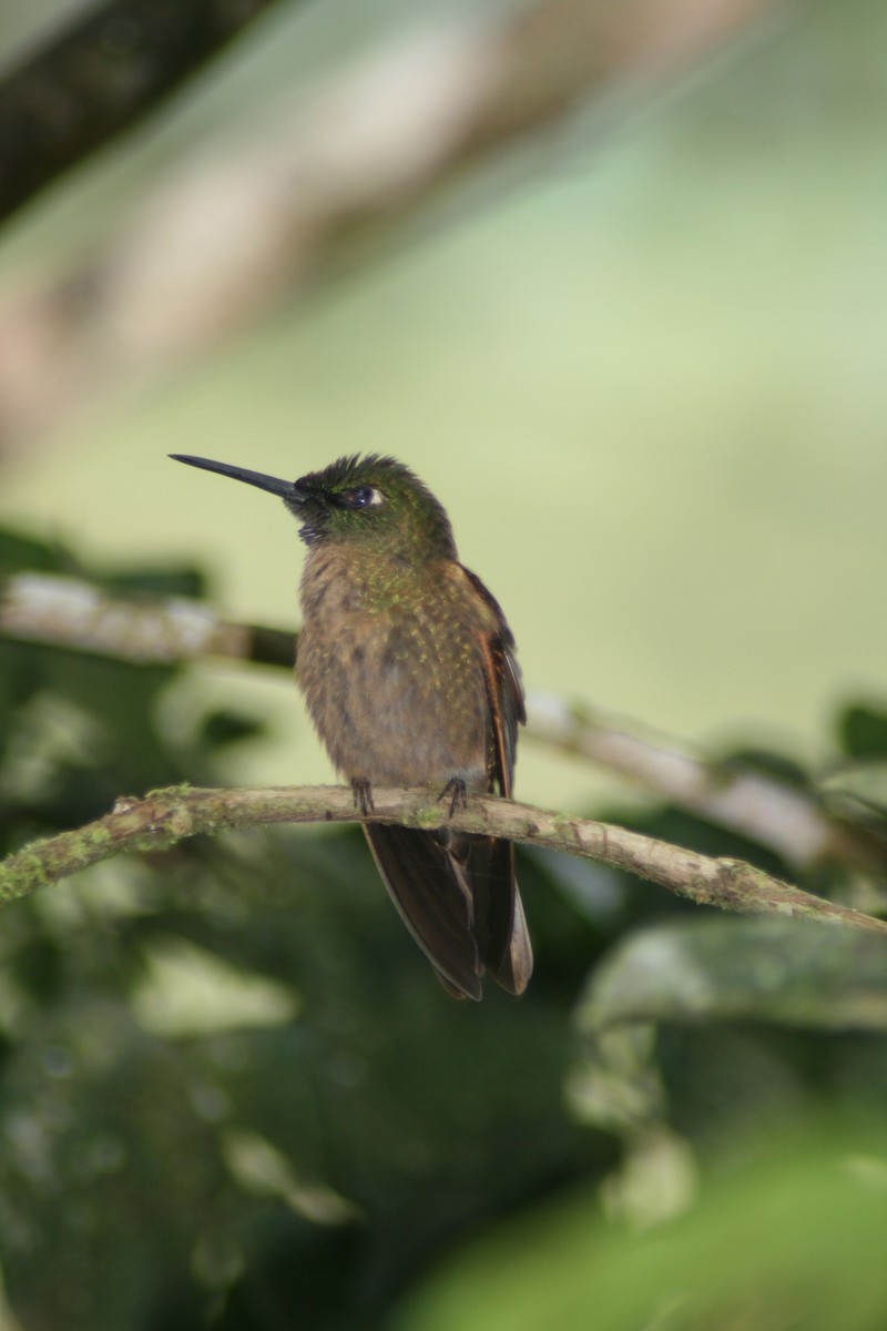 Fawn-breasted Brilliant - ML137750501