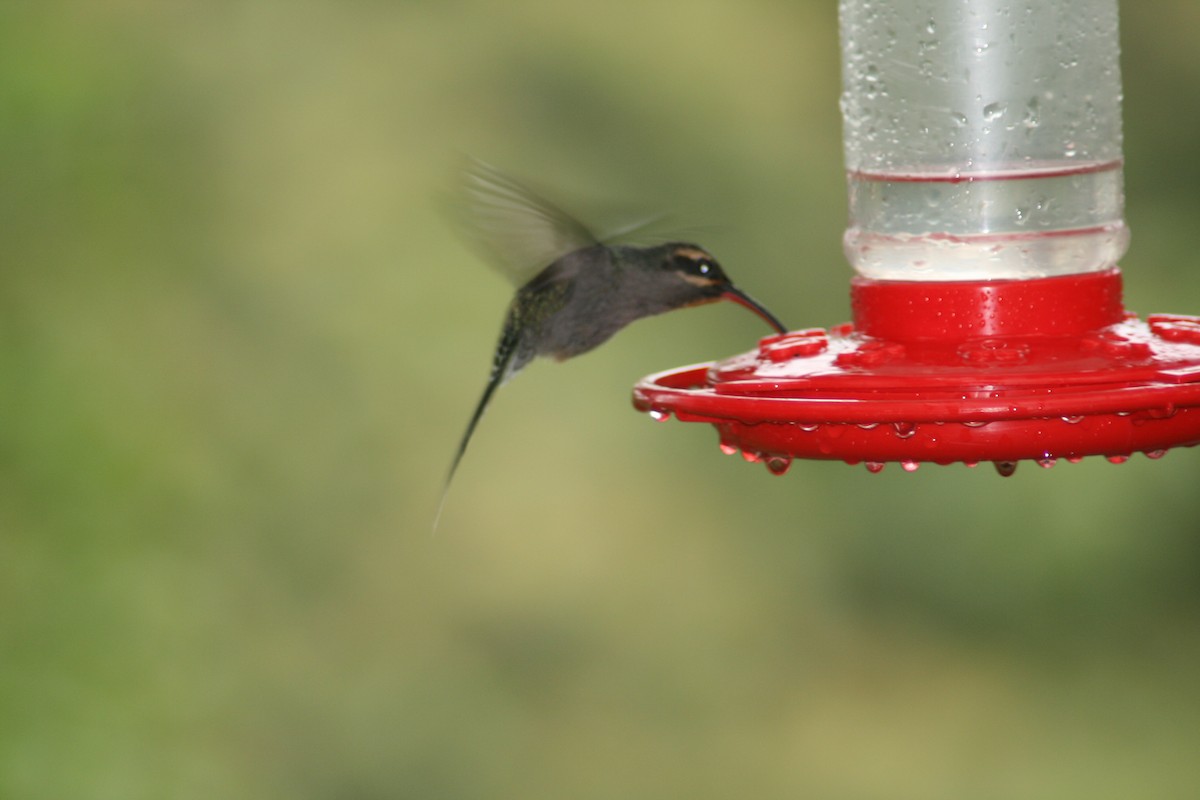 Grünschattenkolibri - ML137750791