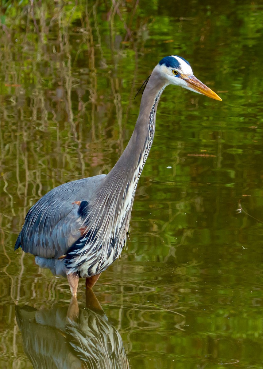 Great Blue Heron - ML137750961