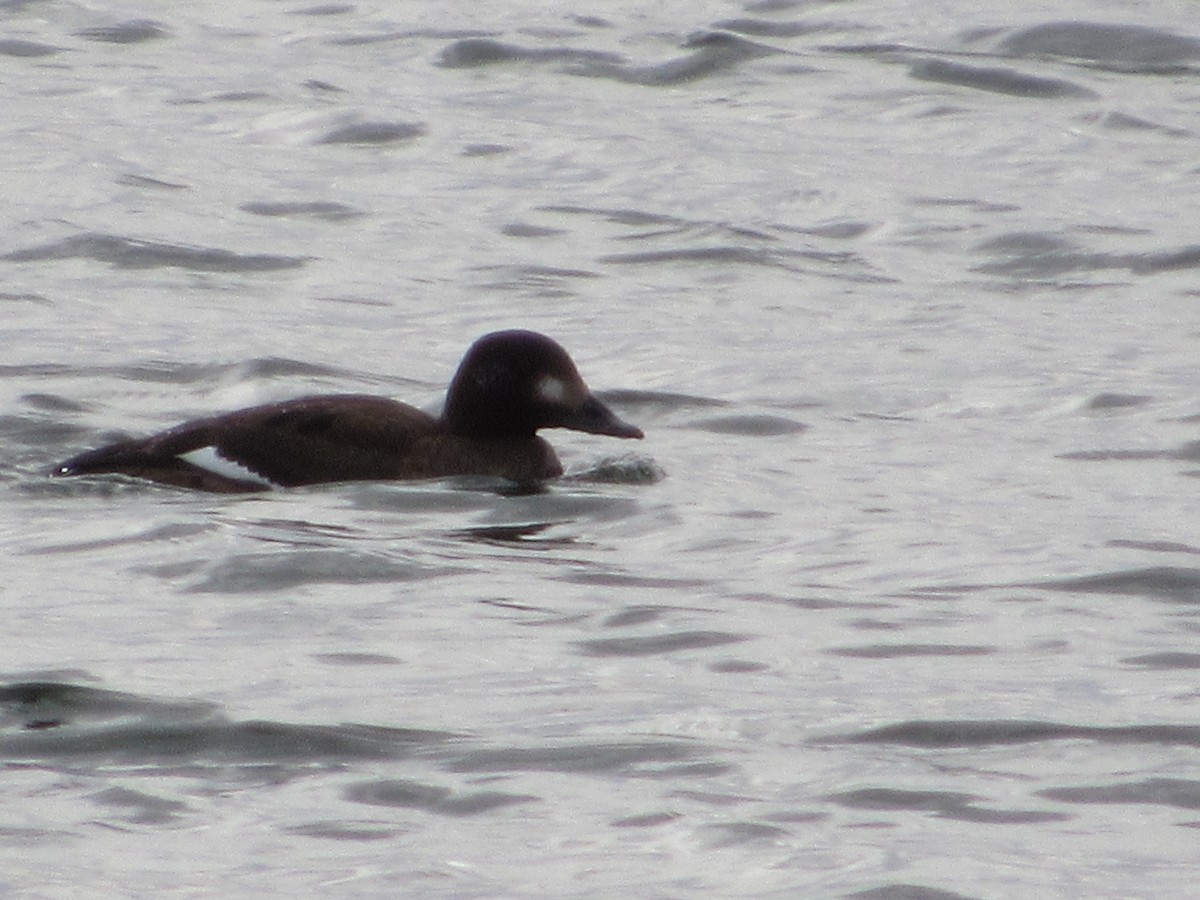 White-winged Scoter - ML137751411