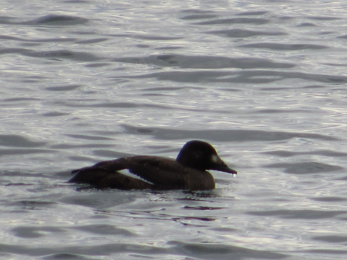 White-winged Scoter - ML137751421