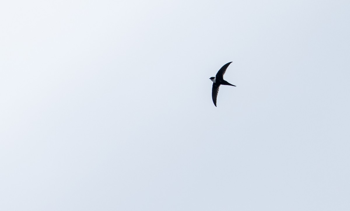 Lesser Swallow-tailed Swift - ML137752091