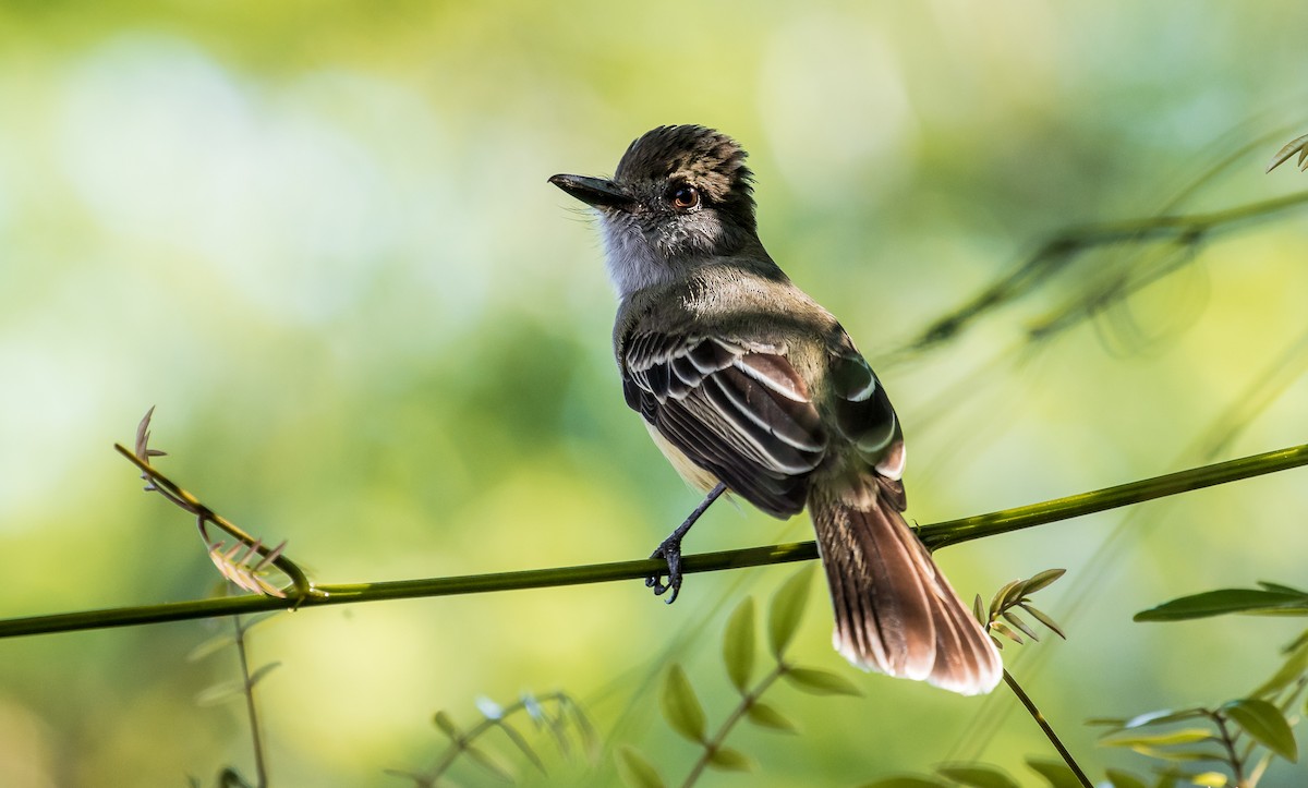 Apical Flycatcher - ML137752121