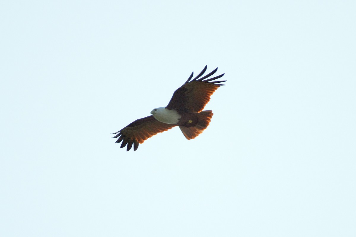 Brahminy Kite - ML137752211