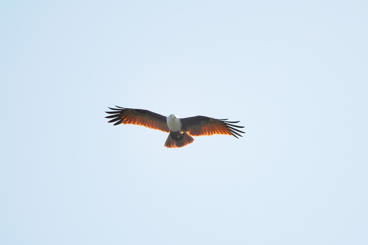 Brahminy Kite - ML137752221