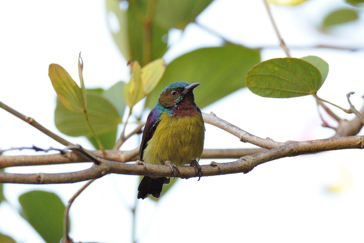 Brown-throated Sunbird - ML137752241