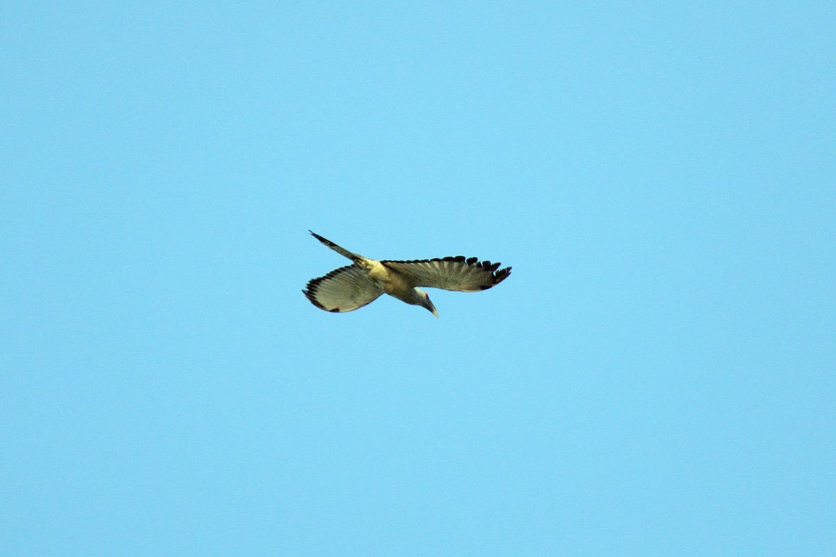 Channel-billed Cuckoo - ML137752291