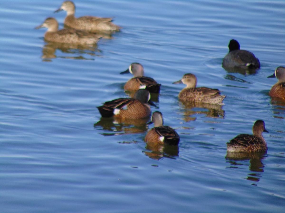 Blue-winged Teal - ML137752391