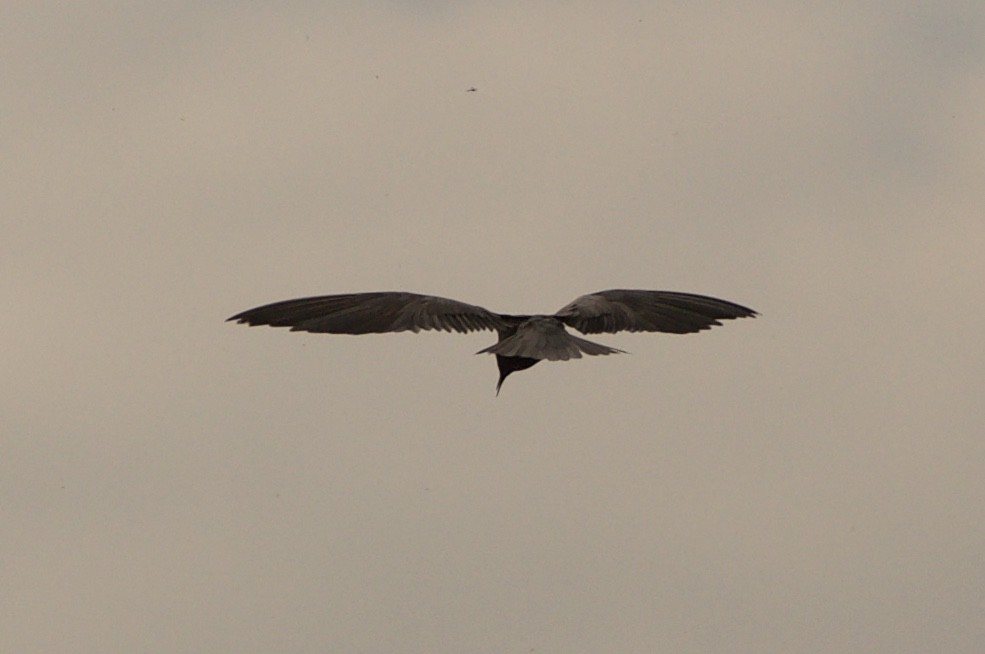 Black Tern - ML137752411